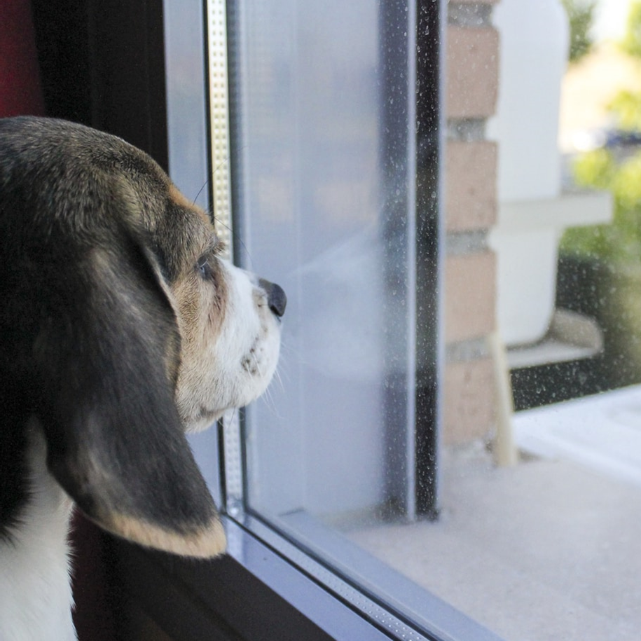 Beagle waiting for owner to return