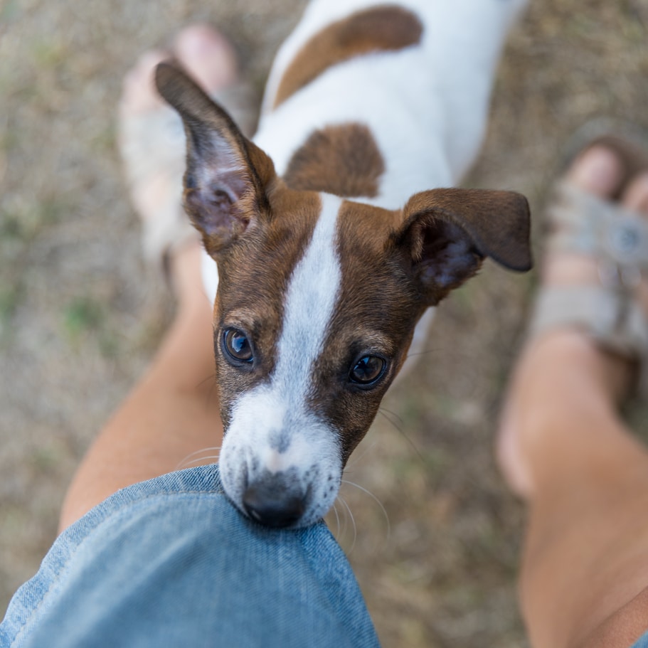 Jack Russell puppy hanging of owner's shorts