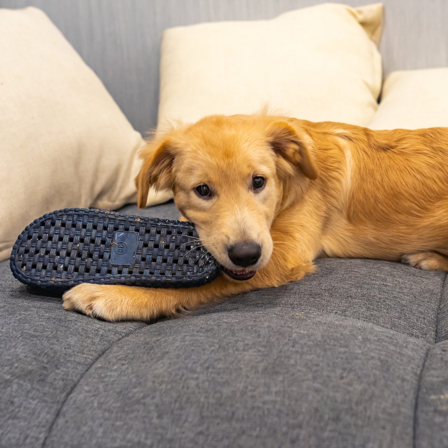 Lab puppy with stolen slipper