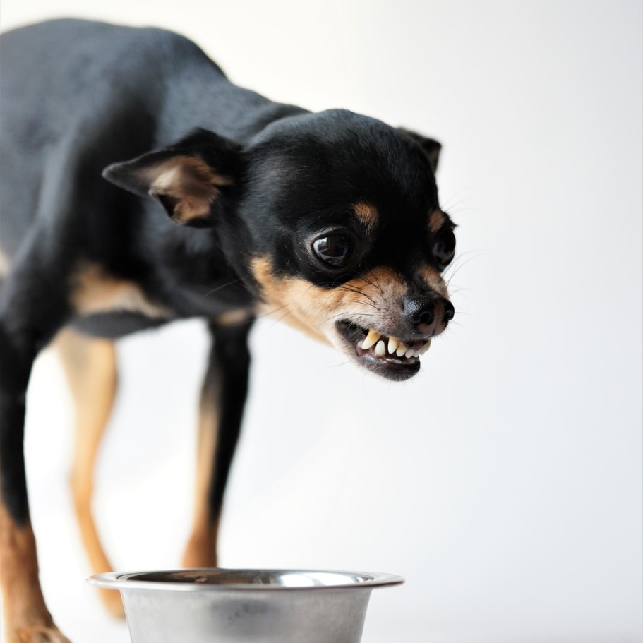 Dog guarding food bowl