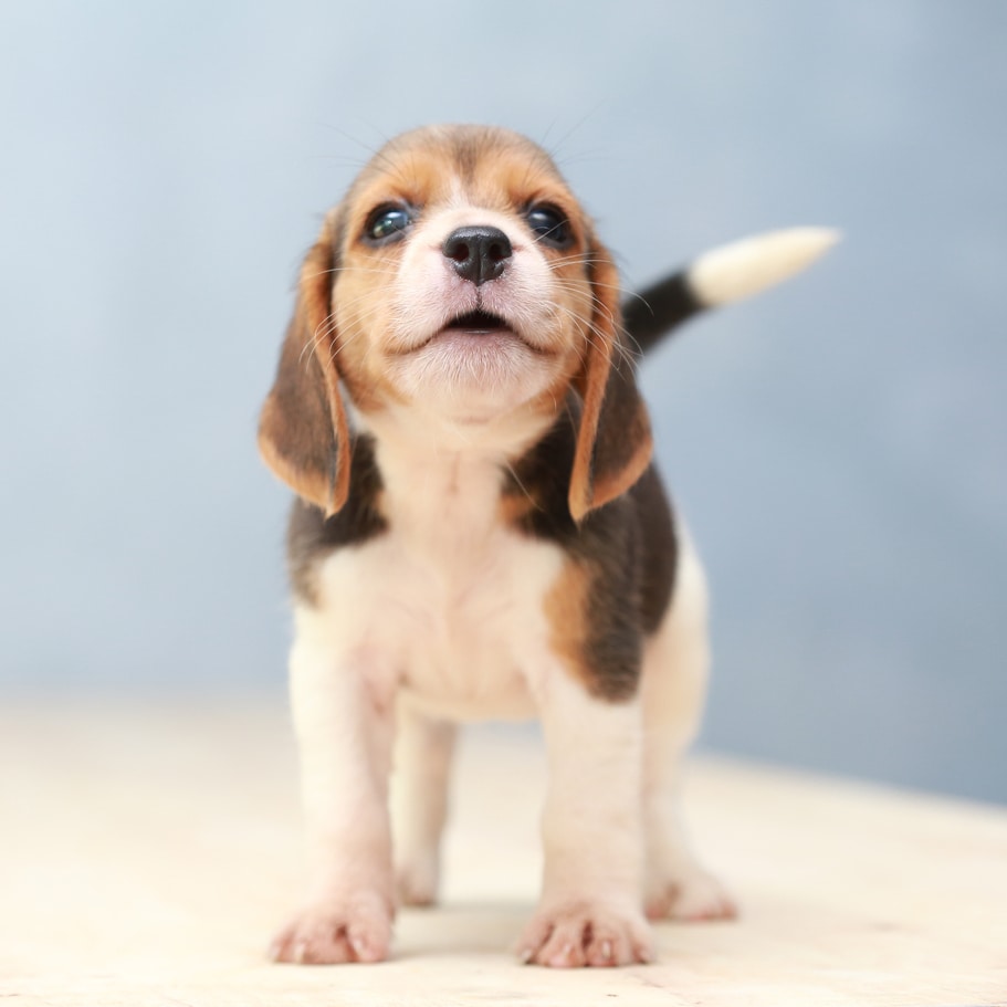 Baby beagle puppy on blue background