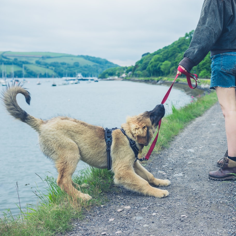 Puppy pulling on lead