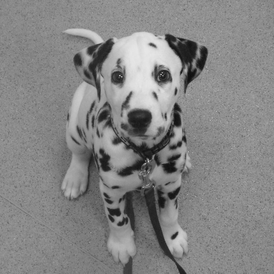 Dalmatian pup