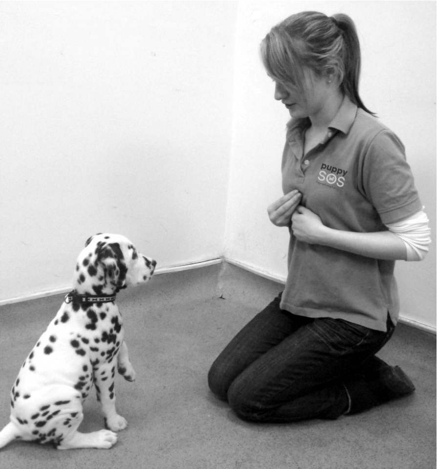 Cat and dalmatian puppy